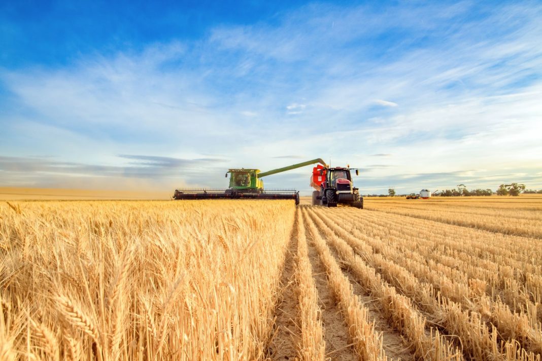 Wheat Closes the Week with Mixed Action