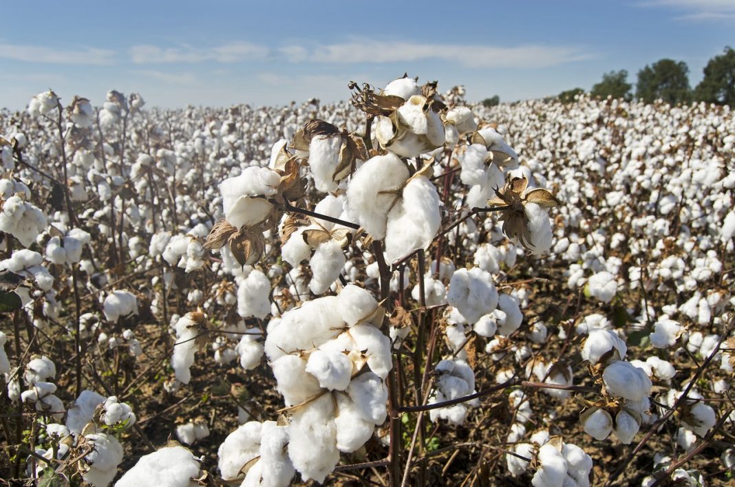 Cotton Posting Midday Gains on Friday