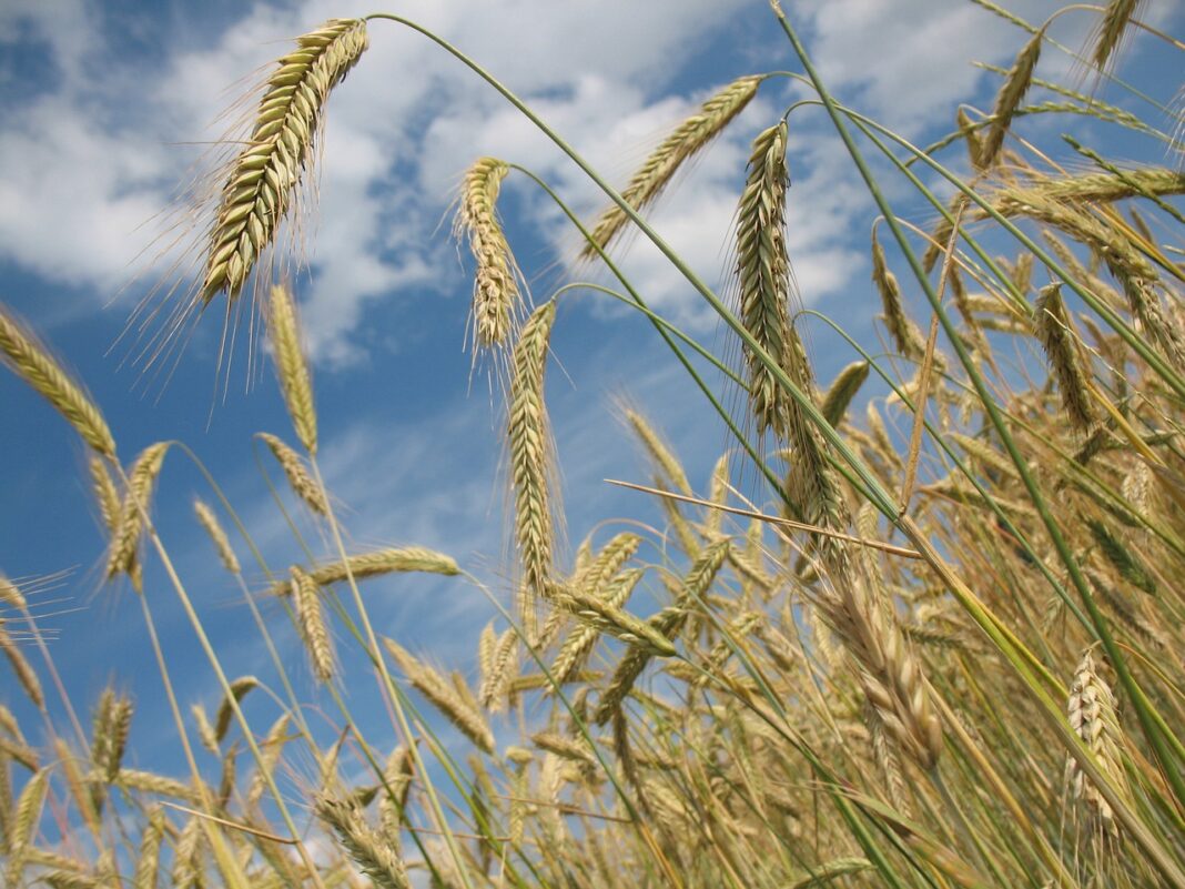 Wheat Rallies on Friday | Nasdaq