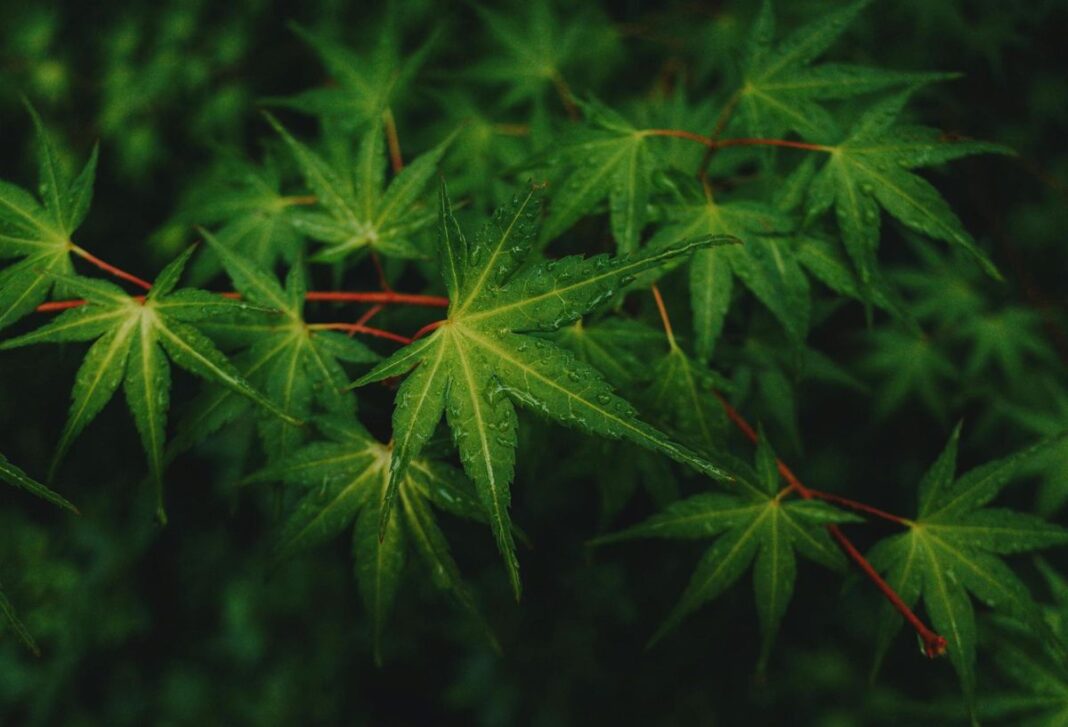 Smaller Denver Cannabis Growers Closing, Freeing Up Warehouses