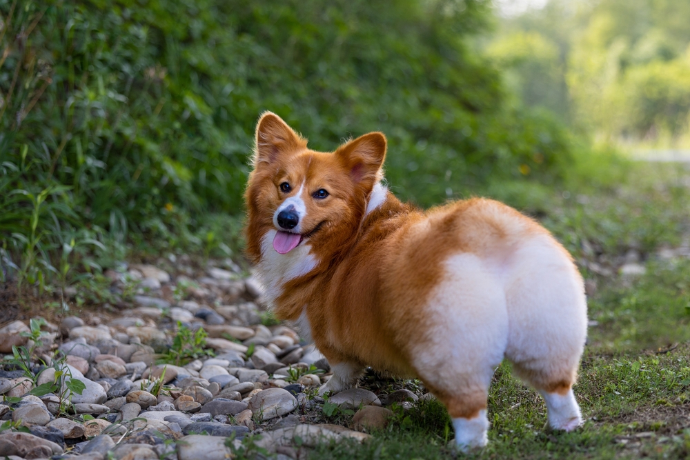 Corgi Funds Launches Record 34 ETFs