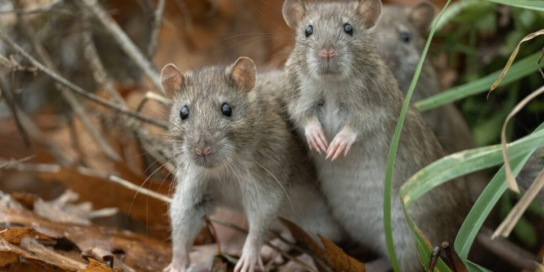 You're probably safe from the Hantavirus outbreak, but here's what you absolutely must not do