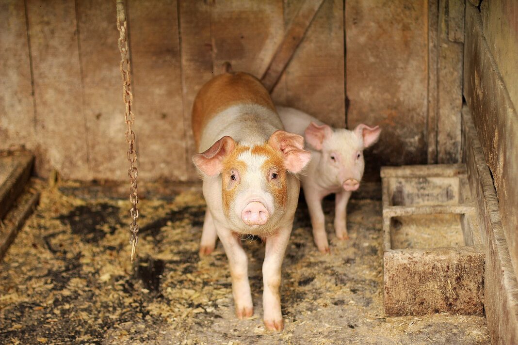 Hogs Posting Mixed Thursday Trade