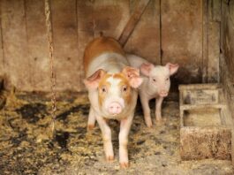 Hogs Posting Mixed Thursday Trade