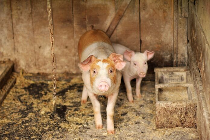 Hogs Posting Mixed Thursday Trade