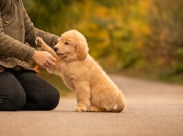 Chewy: Steady Growth And Undervalued