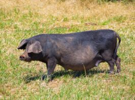Hogs Fall Lower on Thursday
