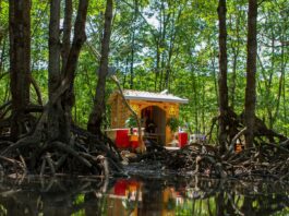 Coastal construction projects threaten the mangrove forest that protects Vietnam's biggest city
