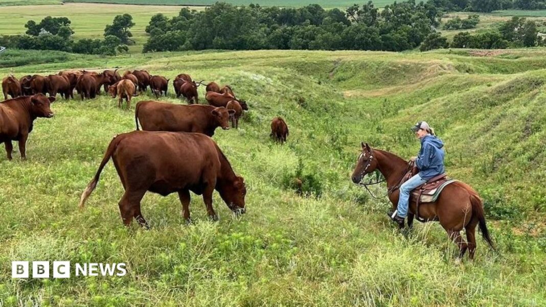 US ranchers wrestle with soaring costs - and their loyalty to Trump
