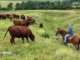 US ranchers wrestle with soaring costs - and their loyalty to Trump